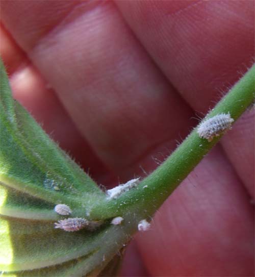 Cocciniglia (?) albanese